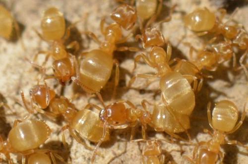 Réf. 229 237 : Lasius sp.